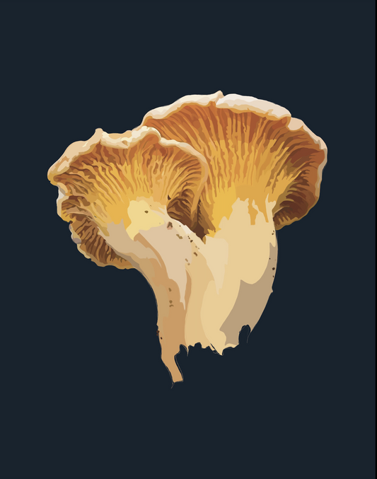 Wild Chanterelle