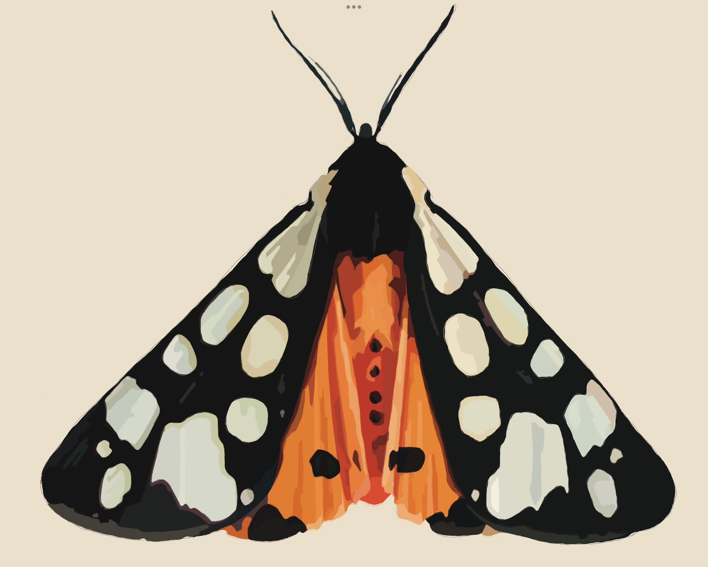 Black Tiger Moth