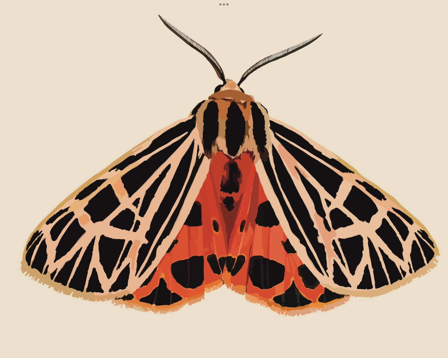 Coral Tiger Moth