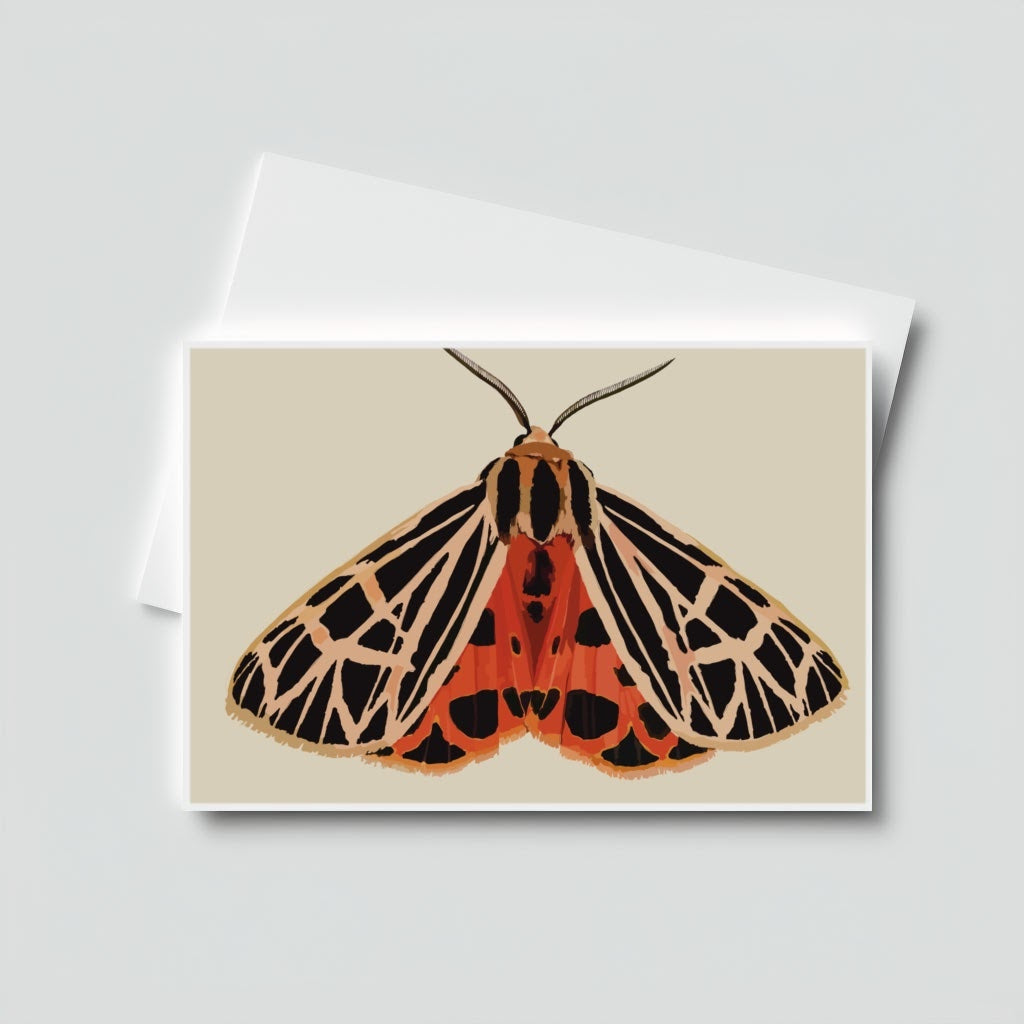 Coral Tiger Moth