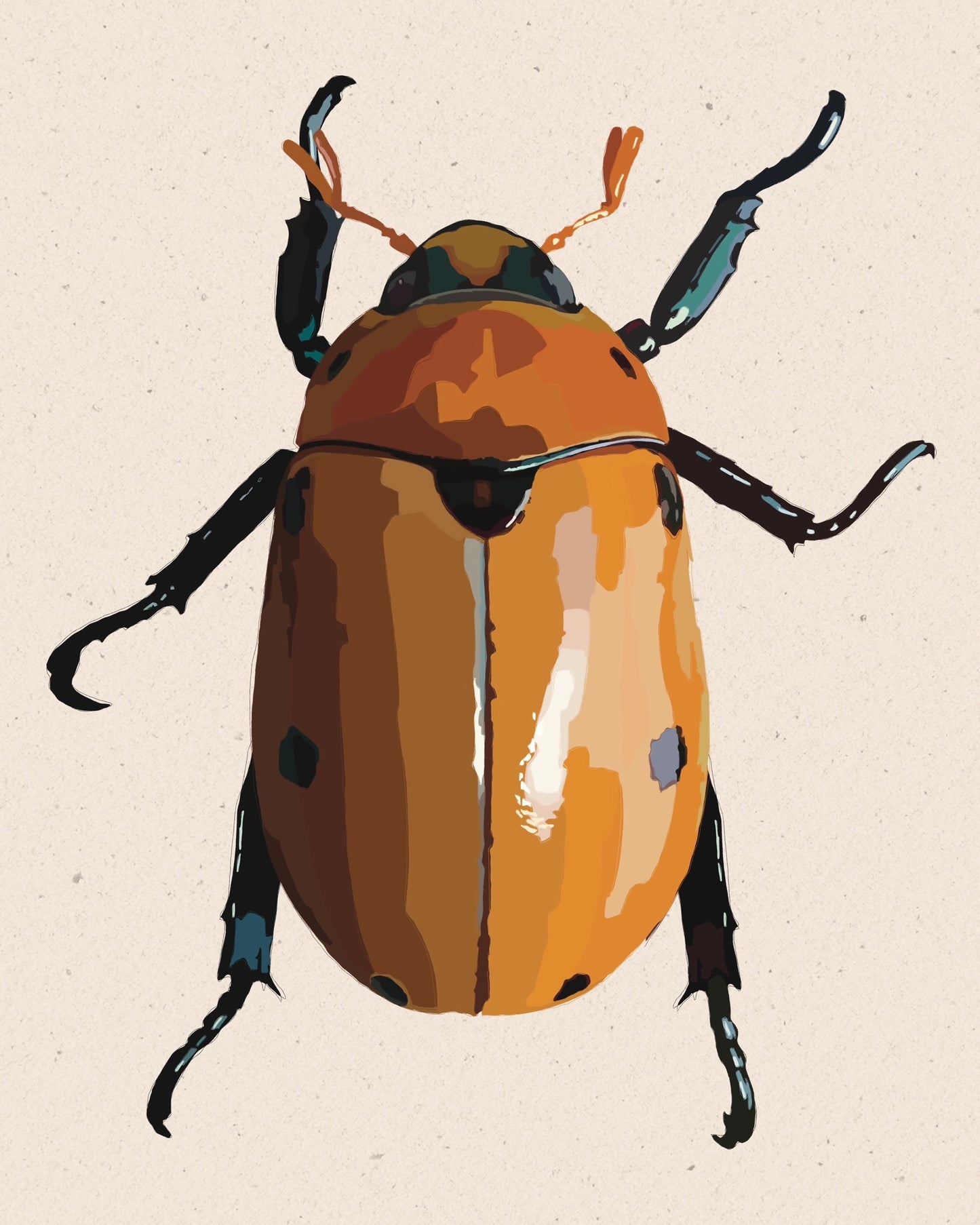 Grapevine Beetle